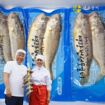 영광 법성포 굴비조기 진공 냉동굴비 16미 : 영광 연우굴비
