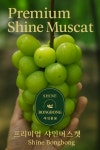 아사삭과일삼봉점 | 프리미엄 청포도 샤인머스켓 과일선물세트 가정용 샤인머스켓2kg 4kg 1.5kg 샤인봉봉 : 샤인봉봉마켓