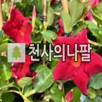 천사로농원 | 만데빌라나무 묘목 천사의나팔 망화분 : 언니농원