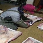 염주흑산홍어수산 | 산지직송 흑산도홍어 삭힌 안삭힌 국내산 목포 흑산 암홍어 혼술 300g 1kg : 흑산28청춘수산