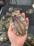 노화도전복 완도전복 현아수산 전복중 10마리 : 완도전복 현아수산