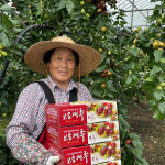 보은대추 1박스(1kg) 쌍둥이네 대추농원 : 레드스톤밸리