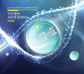 인셀덤당진프라임점 | 골든프라임 닥터 리포좀 NMN 1000 1000mg nad+ 리포조말 120정, 1개 : 말라코스 효과좋은 영양제