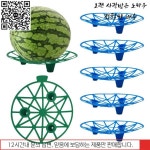 무인카페100;이동과일부식 | 수박 부식 방지 요람 과일 야채 보육 트레이 재사용 가능한 격자 스탠드 가정 정원용 5 개 10 : 고고종합유통