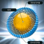인셀덤당진프라임점 | 골든프라임 닥터 리포좀 NMN 1000 1000mg nad+ 리포조말 120정, 1개 : 말라코스 효과좋은 영양제