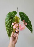 베고니아 마큘이니 오리지날 (동일품 발송) : 신의 숲