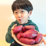 해남 꿀 고구마 세척 5kg 10kg 베니하루카 산지직송 : 과일해적단