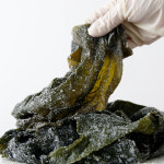 완도금일한우직판장과장터국밥 | 자연영어조합법인 염장 완도 쌈다시마 5kg 금일도 : 신선한 남도장터