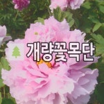 경천대616농원 | 개량 꽃목단 모란 경천분 6지이상 개화주 : 언니농원