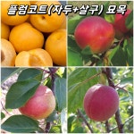 플럼코트나무 묘목 모음 접목1년 심포니 샤이니 하모니 티파니 : 채움원예종묘