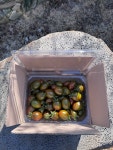 대저 토마토 짭짤이 제철 완숙 짭잘이 산지직송 흑 대추 스테비아 방울토마토 찰 짭짜리 : 만복상회4989