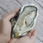 자연산 돌굴 1kg(2~4미) : 먹고 놀자