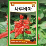 사루비아 씨앗 1.5g 샐비어 꽃씨 종자 야생화 정원 텃밭 : 파머씨드