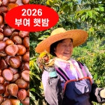 2026 부여 햇밤 1kg 소용량 : 하니농원