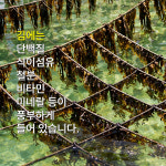 현진식품(HJ,FOOD) | 모든식품 allfoods 들기름 바른 광천김 전장김 20g 10봉 200g, 1개 : 모든식품
