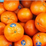 미국산고당도 큐티스 만다린감귤 1kg 2kg 3kg : 용이청과