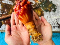 아기바리까꿍죽대성수산통영죽림 | 통영 당일바리 제철 봄멍게 3kg : 이든농수산