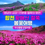 합자회사경북해외여행사 | 부산출발 합천 황매산철쭉축제 당일치기 버스여행 : 서니여행사