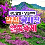 합자회사경북해외여행사 | 부산출발 26년 합천 황매산 철쭉축제 버스여행 동해여행사 : 동해여행사