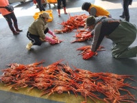 (산지직송) 후포리홍게 생물 자숙 연지 박달홍게 소중대 소, 4kg, 10개 : 희야수산 후포점