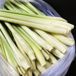 레몬그라스 Lemongrass 100g : 월드푸드