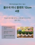 분적산수국농원 | 윤경농원 수국 볼수국 12cm : 윤경농원