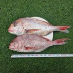 국내산 참돔 생물 손질 제수용생선 구이 자연산 2미 40cm : 자연애수산