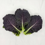 수미네부식채소 | 야채왕 적겨자 1kg, 1개 : 야채왕