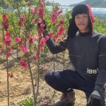 홍도화 꽃복숭아나무 묘목 3년분묘 복숭아나무 : sm묘목농원