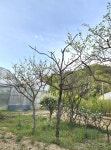 배롱나무 묘목 목백일홍 R10점 분묘 개화주(화물) : 현대조경농원