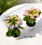 분적산수국농원 | 윤경농원 수국 플로리아 수국 12CM : 윤경농원