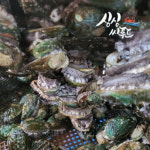청산도씨푸드제작소 | 완도 활전복 산지직송 선물용 싱싱한 전복 6미 특특대 : 제철수산물 싱싱씨푸드
