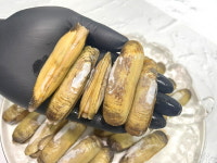 준스테이;남해싱싱푸드팩토리 | 국내산 남해안 맛조개 500g : 로이 준푸드