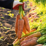 주식회사 피아캐롯(Pia Carrot) | 국내산 햇당근 제철 못난이 흙당근 쥬스용 캐롯 : 나르담