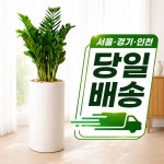 오산독산성꽃화분도매화원 | 금전수 돈나무 개업 축하 화분 배달 개업식 거실 소형 : 사당꽃-화원