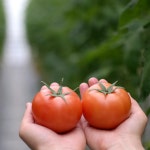 로얄팜트레이딩 | GAP 스마트팜 유럽종 완숙 토마토 샐러드용 로얄과, 2.5kg, 1개 : 아침이슬Farm