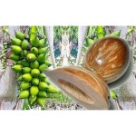 AL KUKA COCA TR 7MM 기도 99 구슬 TASBIH SBAHA TASB MUSLIM SBAH ROARY TASBIH99 SIBHA PERSONAL : 알레로사
