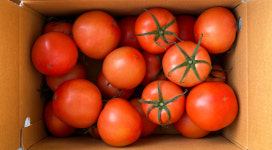 로얄팜트레이딩 | GAP 스마트팜 유럽종 완숙 토마토 샐러드용 로얄과, 2.5kg, 1개 : 아침이슬Farm