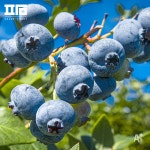 A등급 미국산 냉동 블루베리 1kg : 팜 공식몰