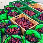 오늘체리OneulCherry | 고당도 체리자두 제철 후무사 경북 김천자두 의성 피자두 : 제철과일오늘해남