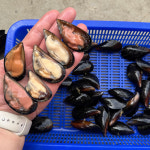 하태푸드 국산 홍합 남해안 당일채취하여 손질 세척 5kg : 서영이네건어물집