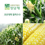 주식회사 원해원 | 청담채 괴산 대학 찰옥수수 30개 특품 17cm내외 생 찐 냉동 옥수수 : 청담채