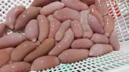 다불로50자연산별미회 | 국내산 자연산 개불 회 당일손질 쫄깃한 식감 별미 왕특대5미 : 시골상회
