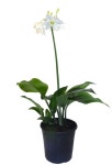 유카리스 그란디플로라 아마존릴리 Eucharis grandiflora : 초록이세상
