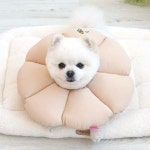 패리스독 꿀잠카라 베이지M 단품