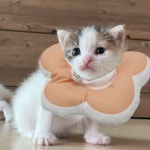 꽃피는 강아지 고양이 쿠션 넥카라 S
