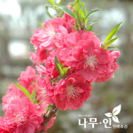 남경도화 키작은꽃복숭아