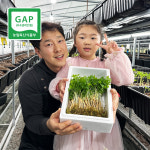 진주새싹삼 유한회사 | 영광 다은 새싹삼 미니/소