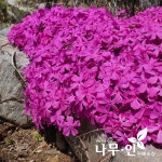 정애꽃묘종 | 꽃잔디 포트묘 홍설품종