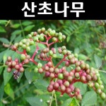 산초 나무 묘목